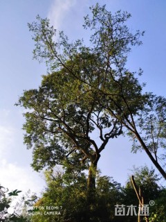 30公分朴树