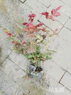 高度30厘米大花月季