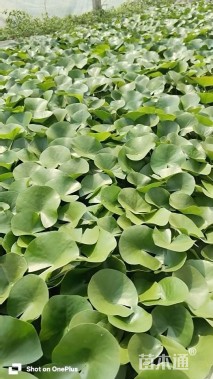 高度30厘米睡莲