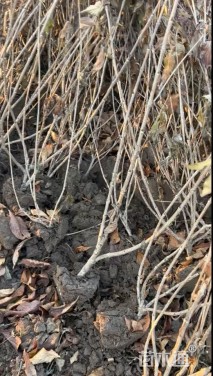 高度120厘米红王子锦带