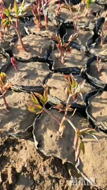 高度15厘米芍药