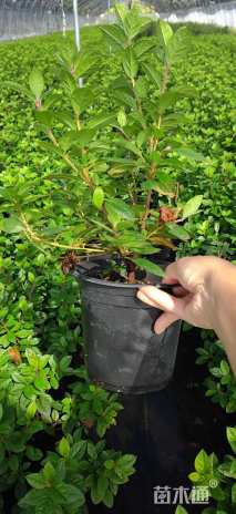 高度30厘米杜鹃