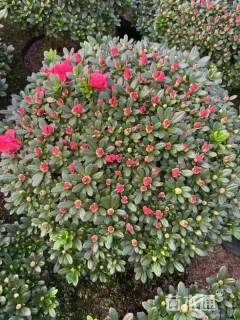 冠幅100厘米杜鹃球