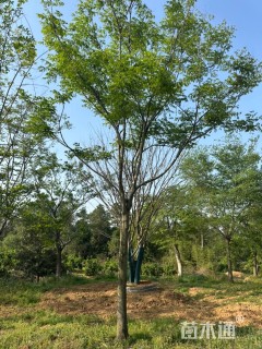 20公分栾树
