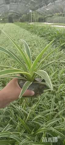 高度20厘米金边吊兰