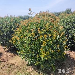 冠幅180厘米红叶石楠球