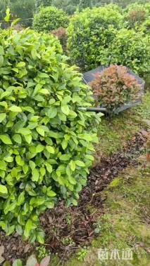 冠幅120厘米含笑球