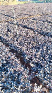 高度30厘米红花继木