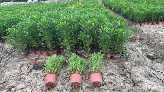 高度30厘米黄金菊