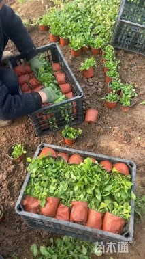 高度15厘米大滨菊