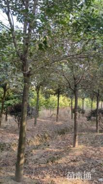 12公分大叶女贞