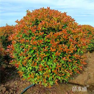 冠幅150厘米红叶石楠球