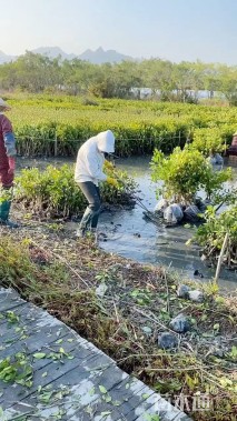 高度25厘米秋茄