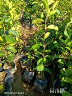 高度40厘米油茶小苗