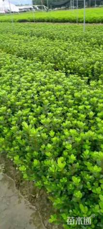 高度20厘米夏鹃