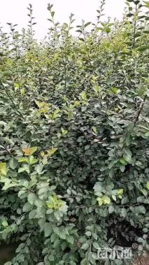 高度60厘米水栒子