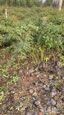 高度80厘米蔷薇