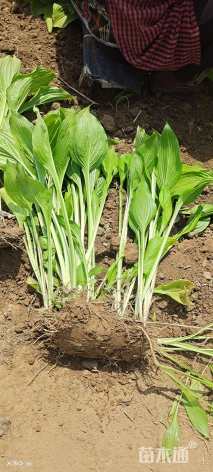 高度20厘米玉簪