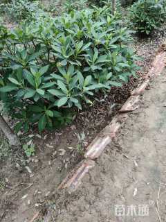 高度120厘米结香