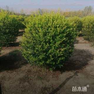 冠幅250厘米金叶女贞球