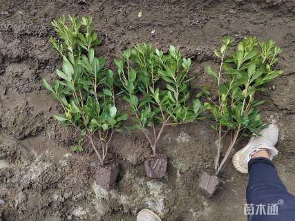 高度50厘米海桐