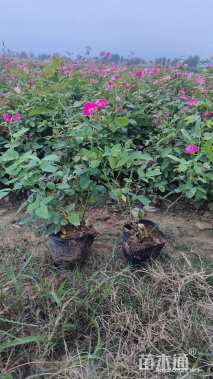 高度30厘米丰花月季