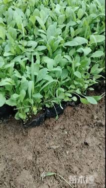 高度10厘米月见草