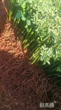 高度150厘米蔷薇