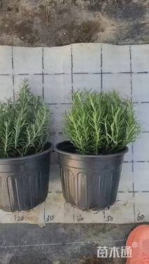 高度20厘米迷迭香