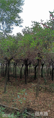 10公分鸡冠刺桐