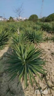 高度60厘米剑麻