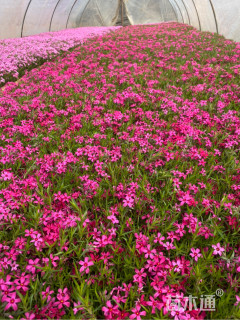 高度15厘米芝樱