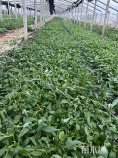 高度22厘米柳叶马鞭草