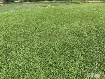 草块状马尼拉草