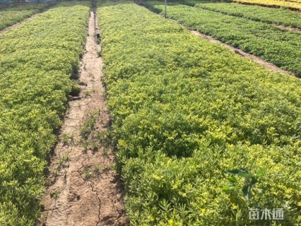 高度10厘米佛甲草