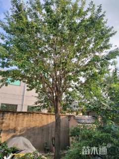 32公分流苏树