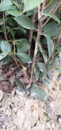 0.5公分红叶石楠