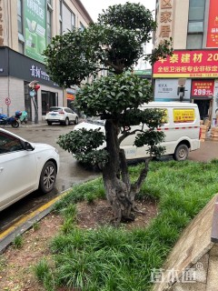 15公分造型金弹子