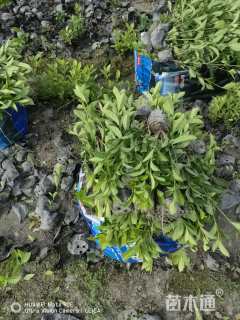 高度30厘米栀子花