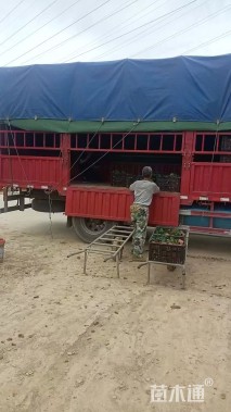 高度20厘米鼠尾草