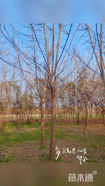 18公分金叶复叶槭