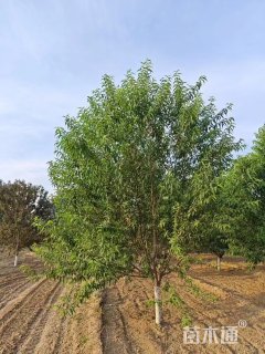 8公分白花山碧桃