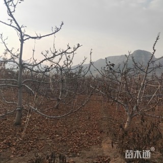 高度600厘米美早大樱桃