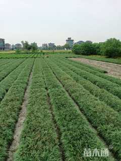 高度20厘米细叶麦冬草