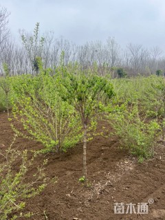 高度240厘米金银木