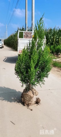 高度60厘米卫矛