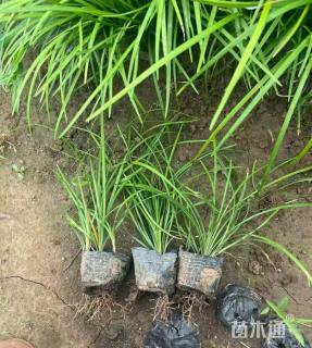 高度30厘米阔叶麦冬