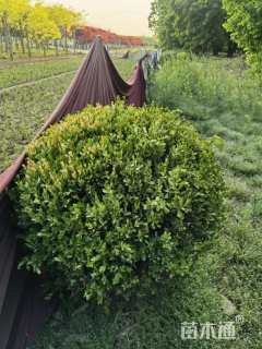 冠幅120厘米金叶女贞球