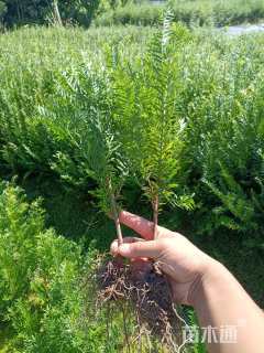 高度30厘米红豆杉小苗