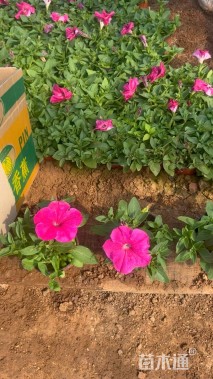 高度30厘米矮牵牛